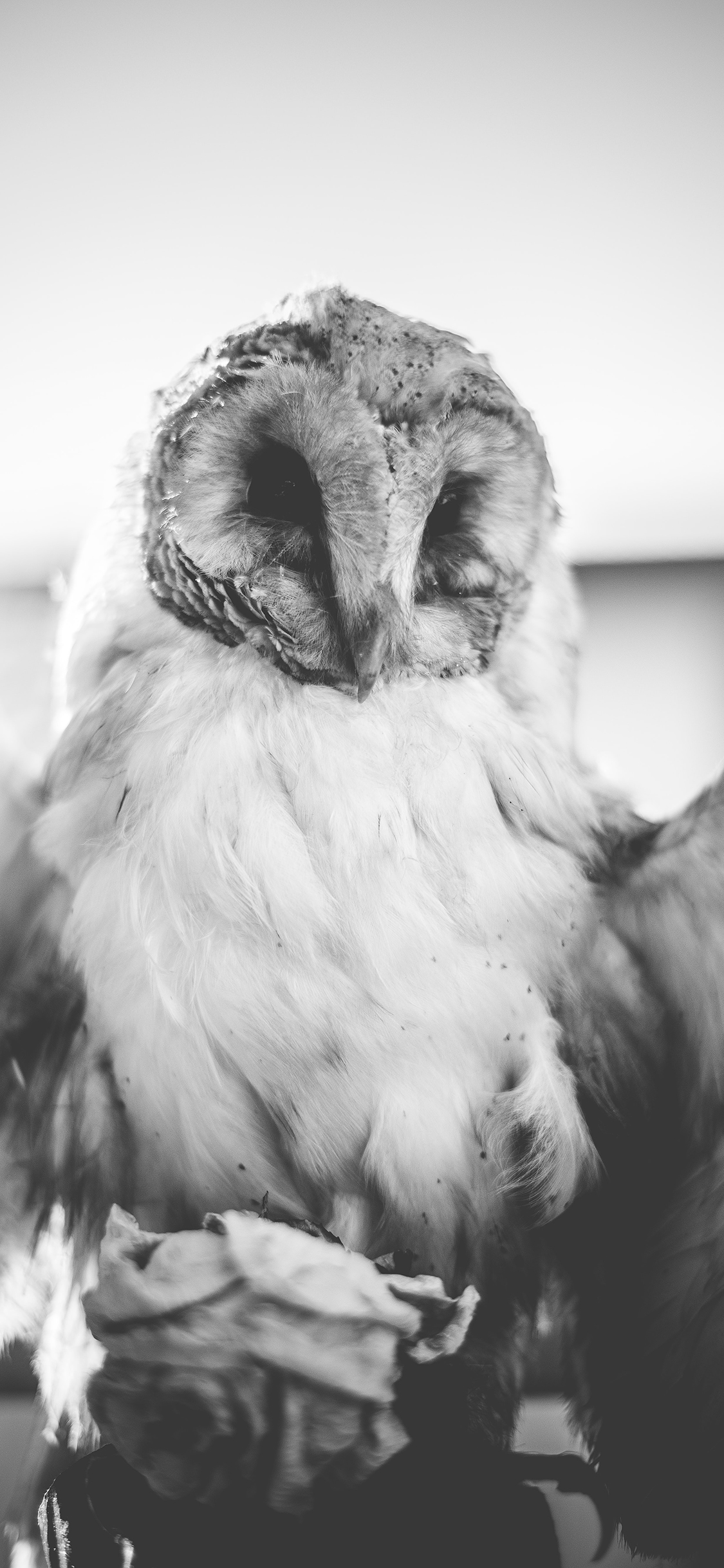 [2436×1125]黑白 猫头鹰 鸟类 夜视 苹果手机壁纸图片