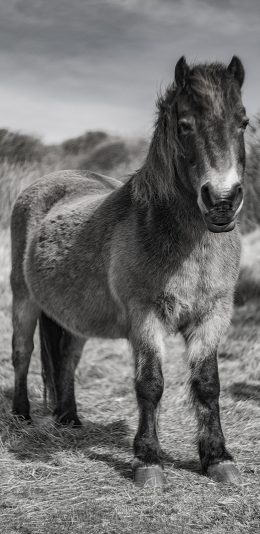 [2436x1125]黑白 骡 杂交 短腿 苹果手机壁纸图片