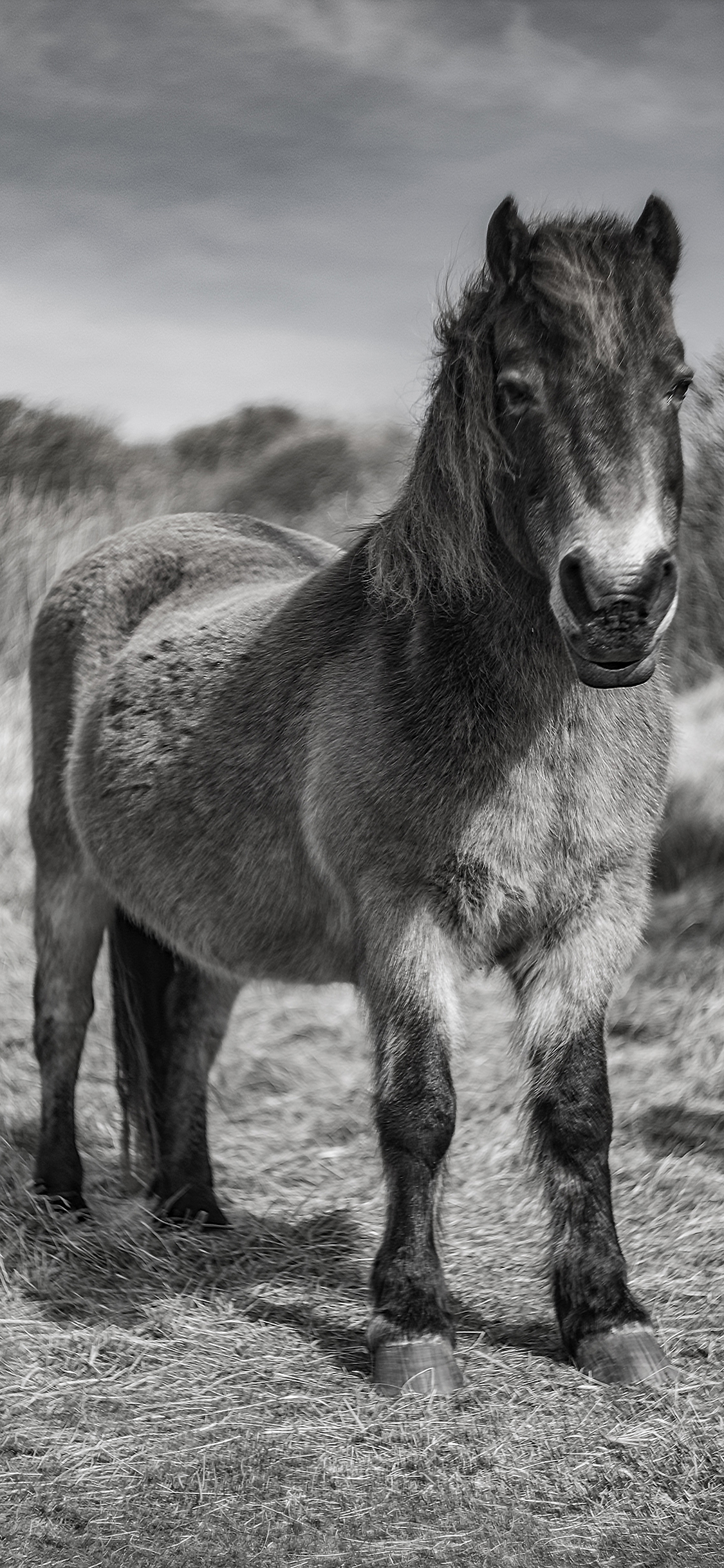 [2436×1125]黑白 骡 杂交 短腿 苹果手机壁纸图片