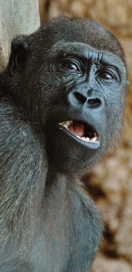 [2436x1125]黑色 大猩猩 张嘴 表情 苹果手机壁纸图片