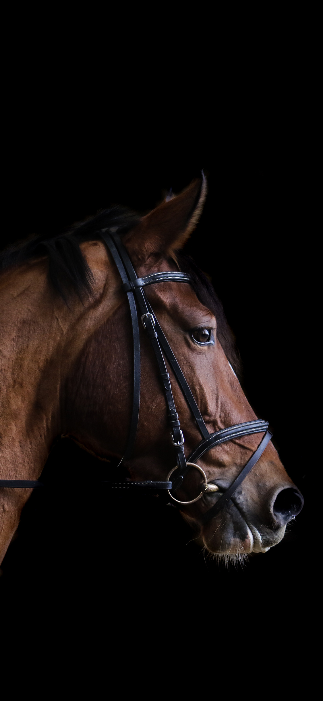 [2436×1125]黑色背景 棕马 侧面 骏马 苹果手机壁纸图片