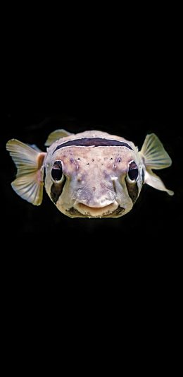 [2436x1125]黑色背景 海鱼 大斑刺鲀 苹果手机壁纸图片
