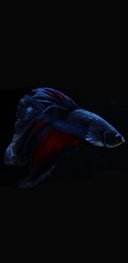 [2436x1125]黑色背景 海鱼 斗鱼 蓝色 尾巴 观赏鱼 苹果手机壁纸图片