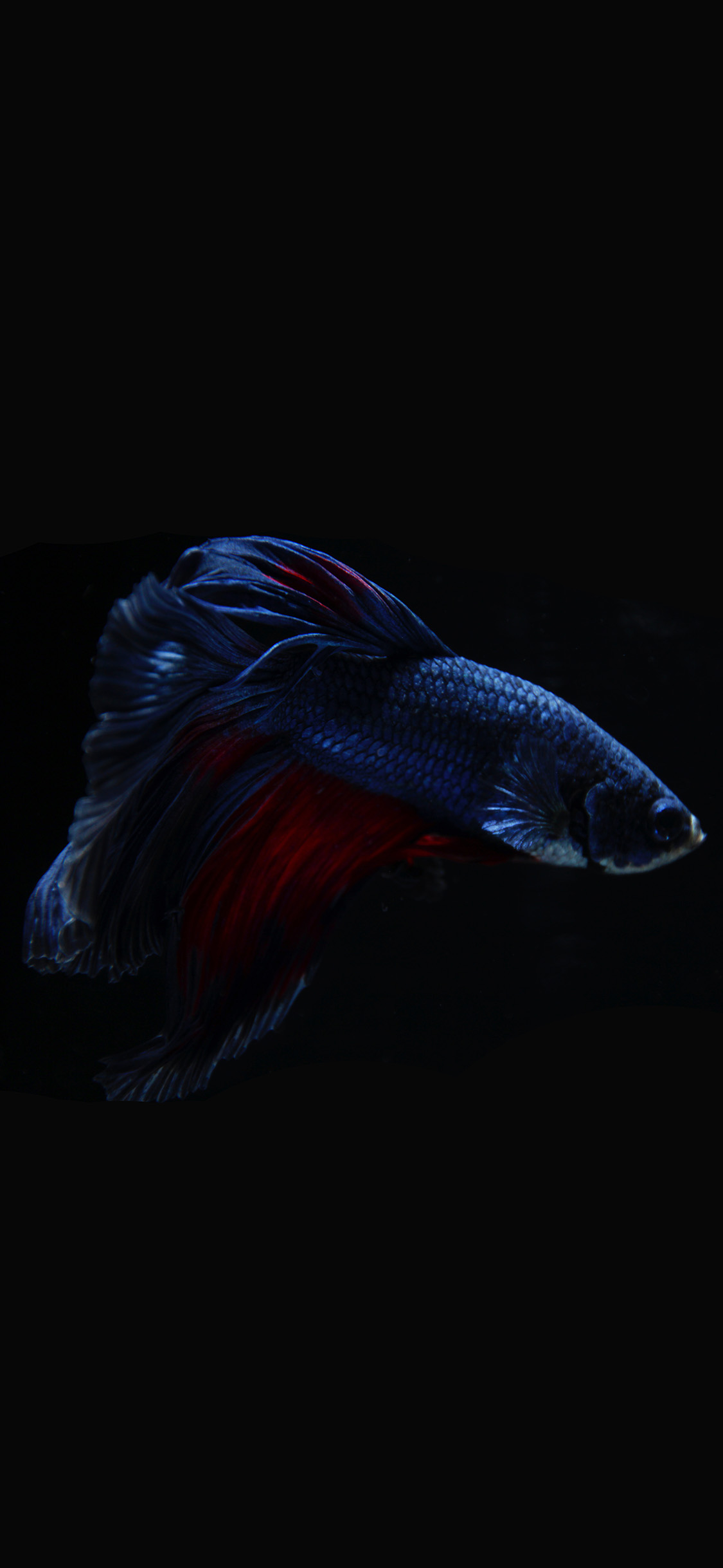 [2436×1125]黑色背景 海鱼 斗鱼 蓝色 尾巴 观赏鱼 苹果手机壁纸图片