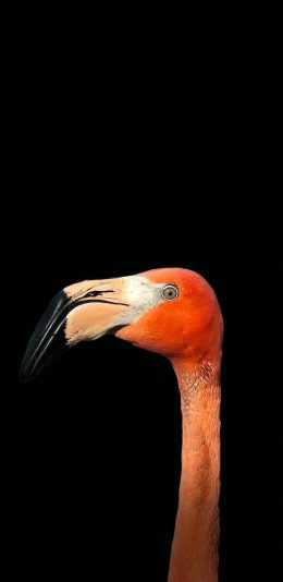 [2436x1125]黑色背景 火烈鸟 保护动物 苹果手机壁纸图片