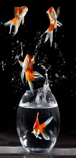 [2436x1125]黑色背景 金鱼缸 金鱼 水珠 苹果手机壁纸图片