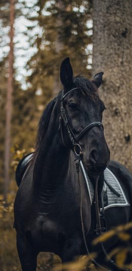[2436x1125]黑马 缰绳 树林 牲畜 苹果手机壁纸图片