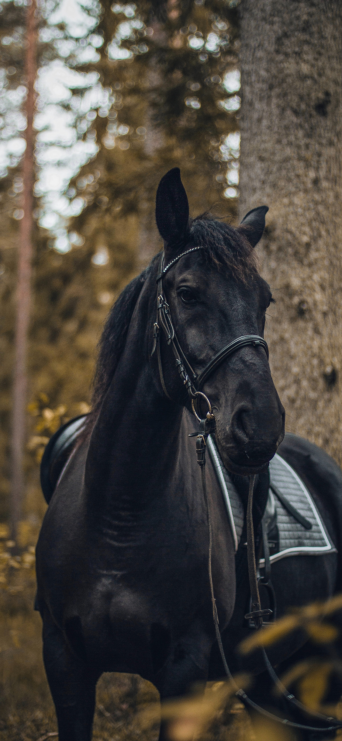 [2436×1125]黑马 缰绳 树林 牲畜 苹果手机壁纸图片
