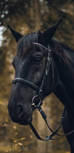 [2436x1125]黑马 马匹 缰绳 树林 苹果手机壁纸图片