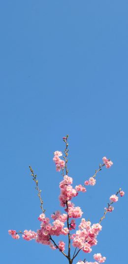 [2436x1125]一枝独秀 鲜花 盛开 枝叶 樱花 苹果手机壁纸图片