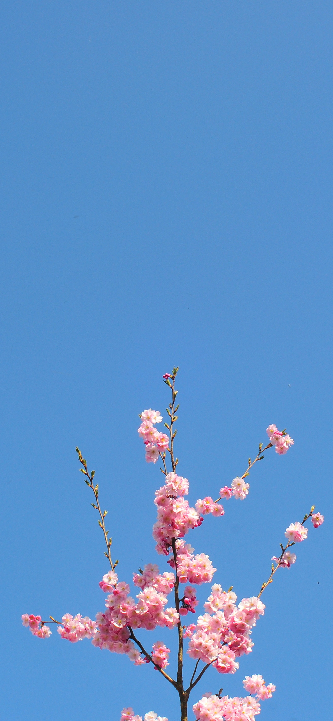 [2436×1125]一枝独秀 鲜花 盛开 枝叶 樱花 苹果手机壁纸图片
