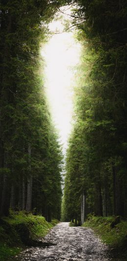 [2436x1125]一线天 景色 茂密 森林 苹果手机壁纸图片