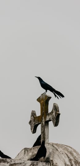 [2436x1125]乌鸦 教堂 鸟类 站立 昏暗 苹果手机壁纸图片