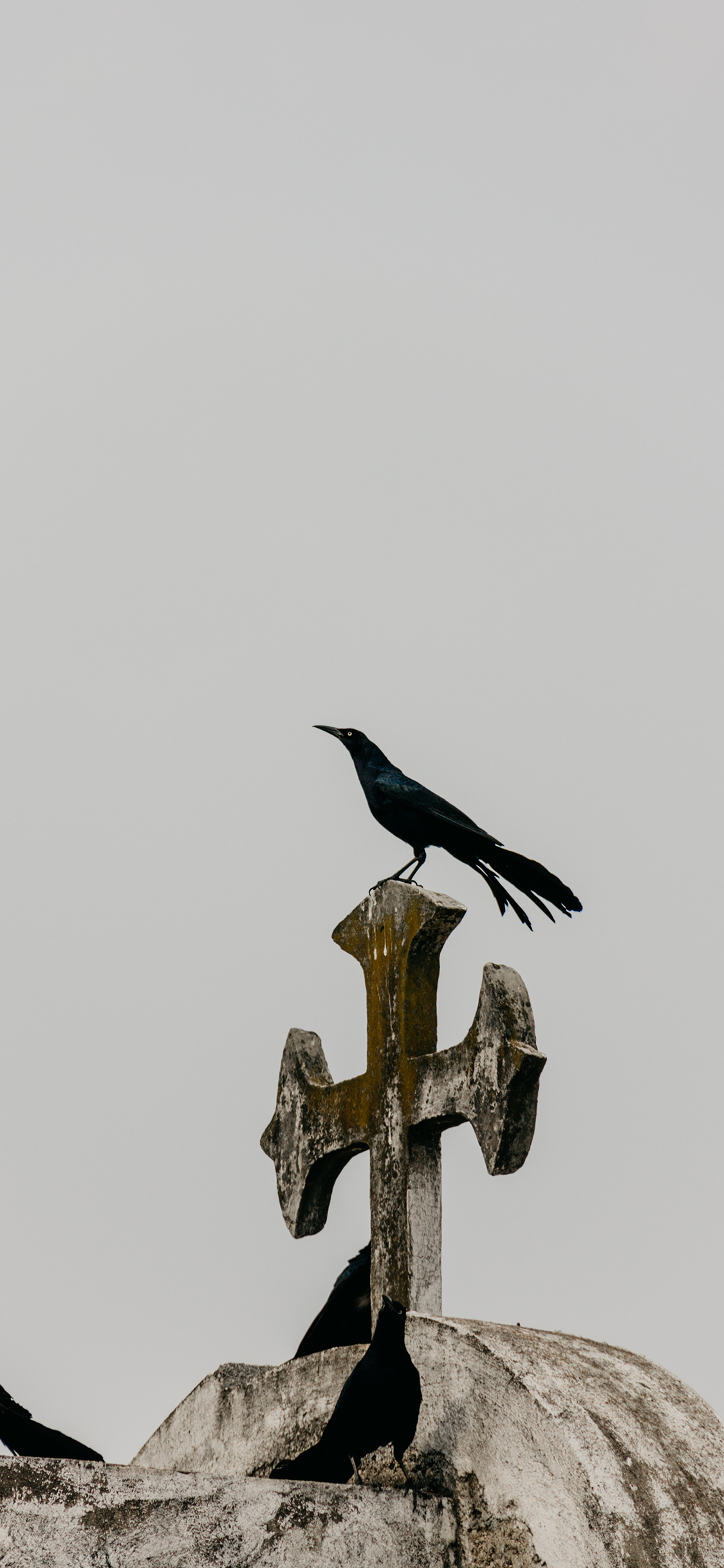 [2436×1125]乌鸦 教堂 鸟类 站立 昏暗 苹果手机壁纸图片