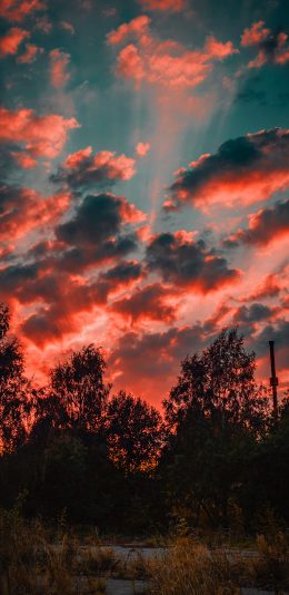 [2436x1125]云彩 天空 树木 阳光 唯美 苹果手机壁纸图片