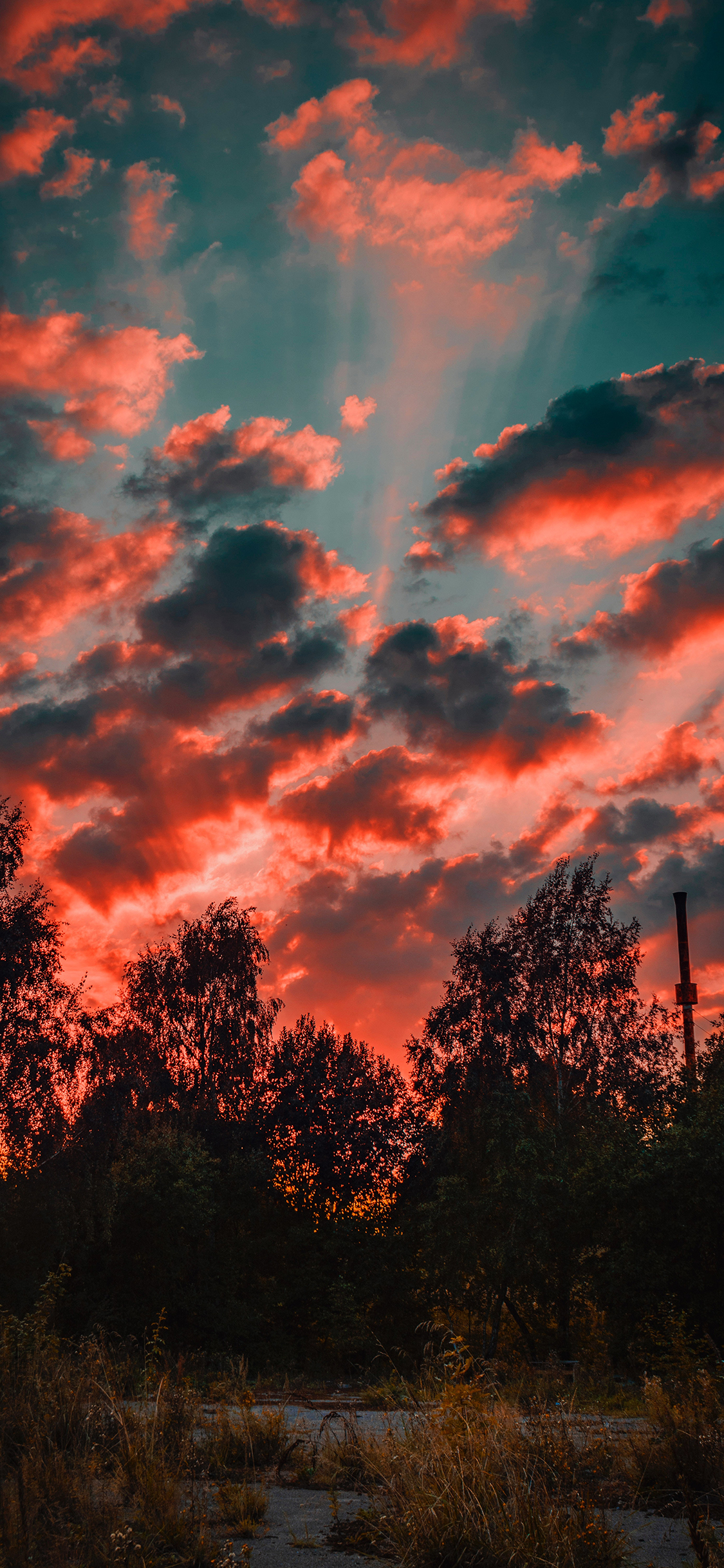 [2436×1125]云彩 天空 树木 阳光 唯美 苹果手机壁纸图片