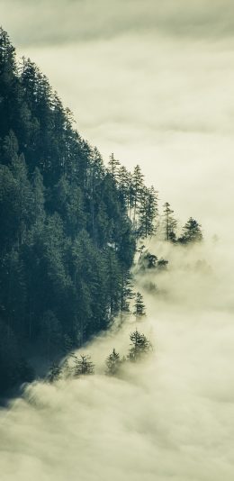 [2436x1125]云海 云层 高山 树林 苹果手机壁纸图片