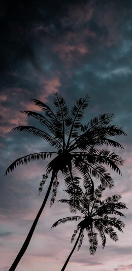 [2436x1125]云空 傍晚 椰树 自然风景 苹果手机壁纸图片