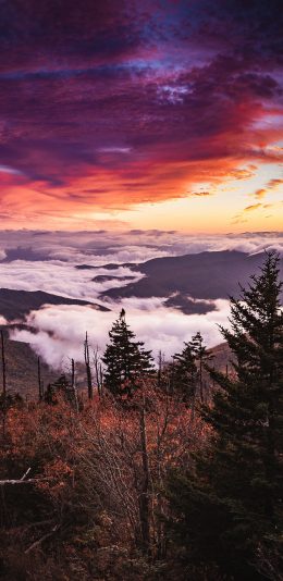 [2436x1125]云空 彩霞 郊外 树木 自然美景 苹果手机壁纸图片