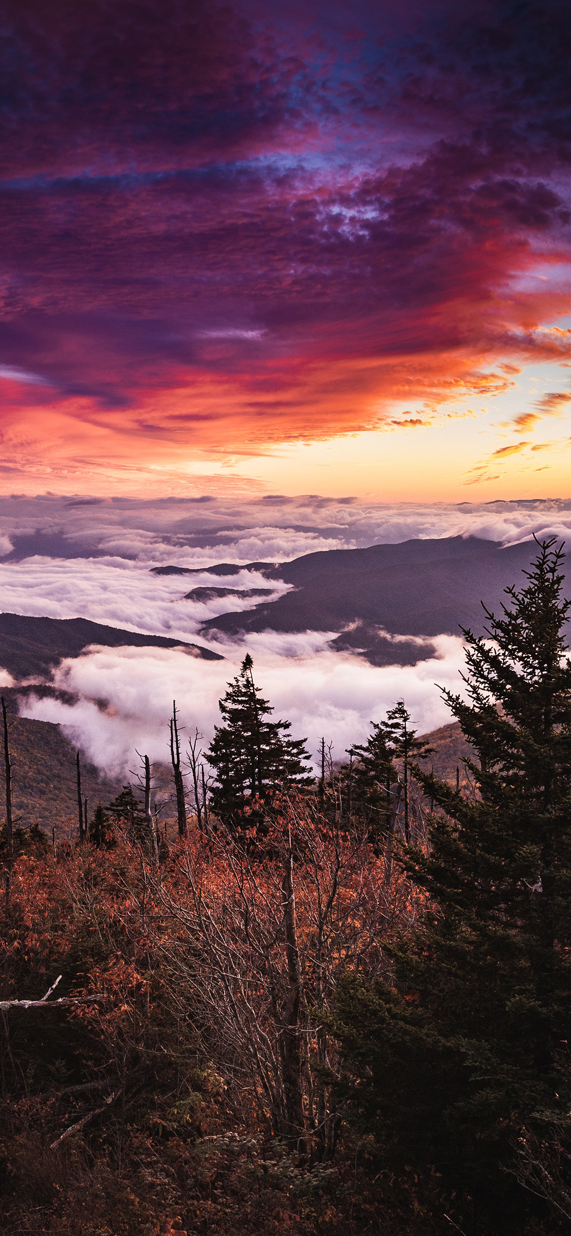 [2436×1125]云空 彩霞 郊外 树木 自然美景 苹果手机壁纸图片