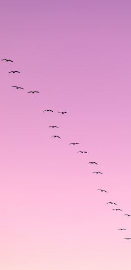 [2436x1125]云空 渐变 飞鸟 迁徙 苹果手机壁纸图片