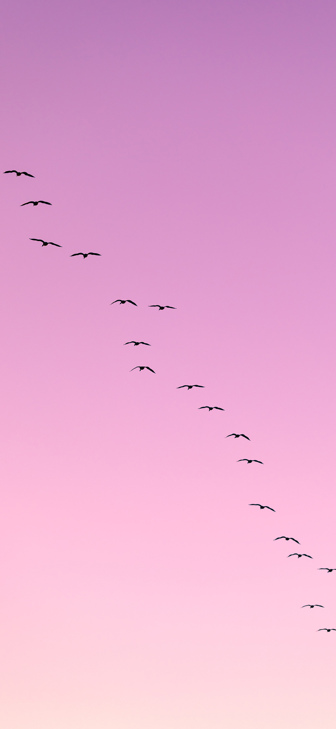 [2436×1125]云空 渐变 飞鸟 迁徙 苹果手机壁纸图片