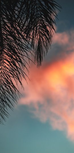 [2436x1125]云空 红霞 树叶 唯美 苹果手机壁纸图片