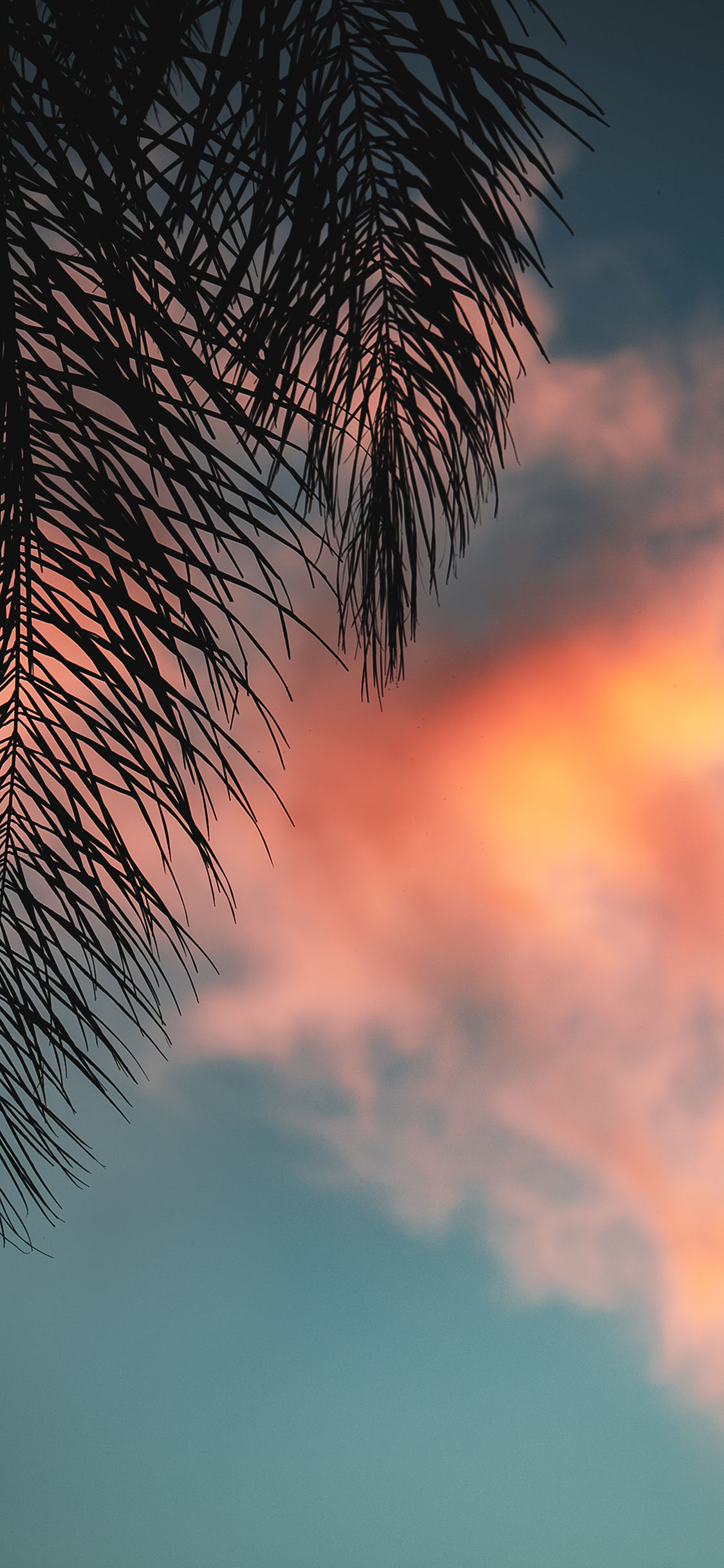 [2436×1125]云空 红霞 树叶 唯美 苹果手机壁纸图片