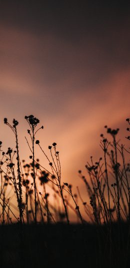 [2436x1125]云空 鲜花 晚霞 美景 苹果手机壁纸图片