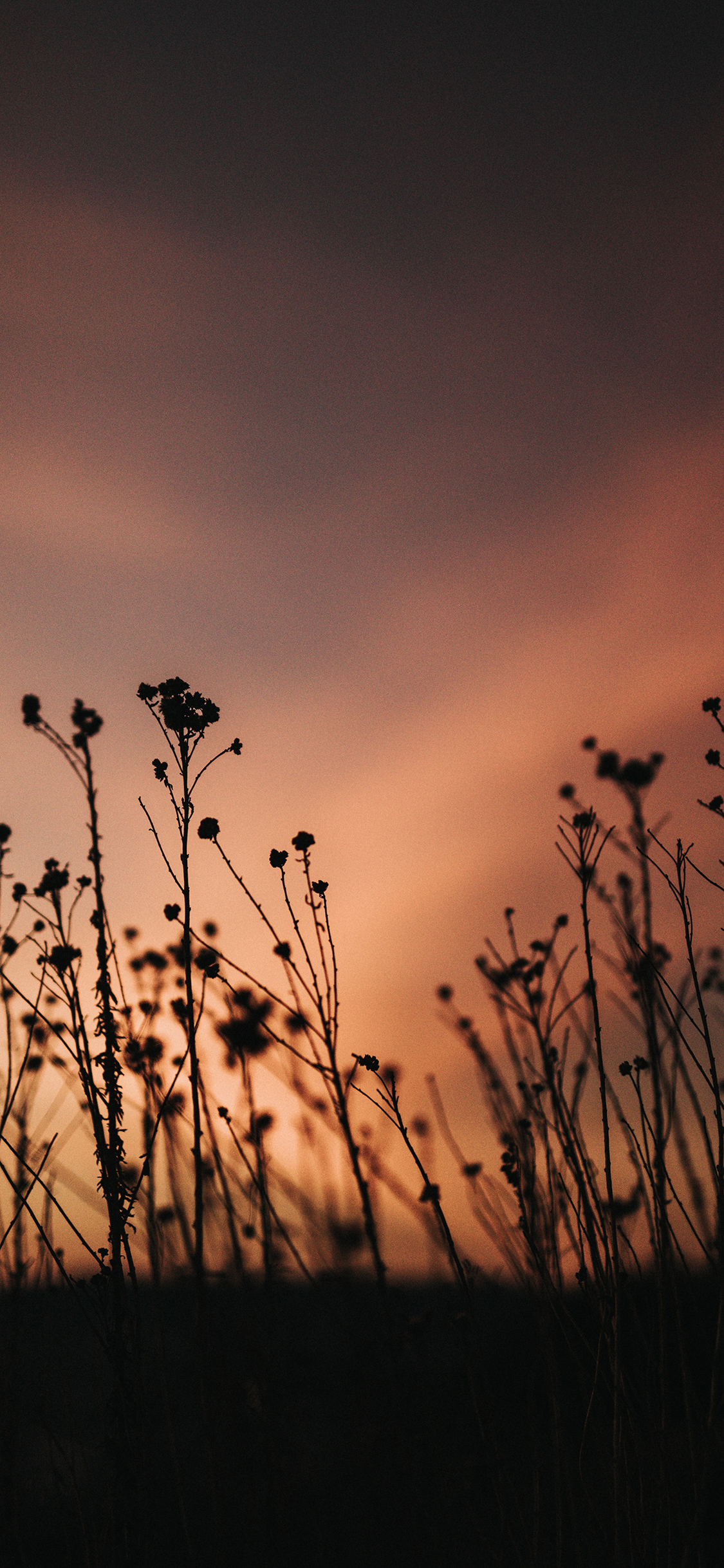 [2436×1125]云空 鲜花 晚霞 美景 苹果手机壁纸图片