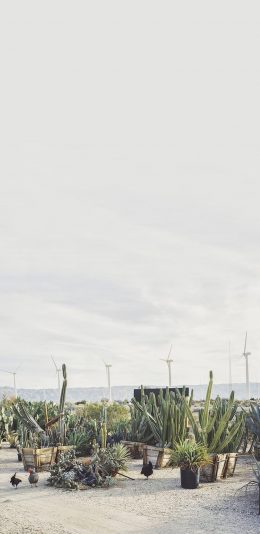 [2436x1125]仙人掌 沙漠 荒漠 植被 热带 苹果手机壁纸图片