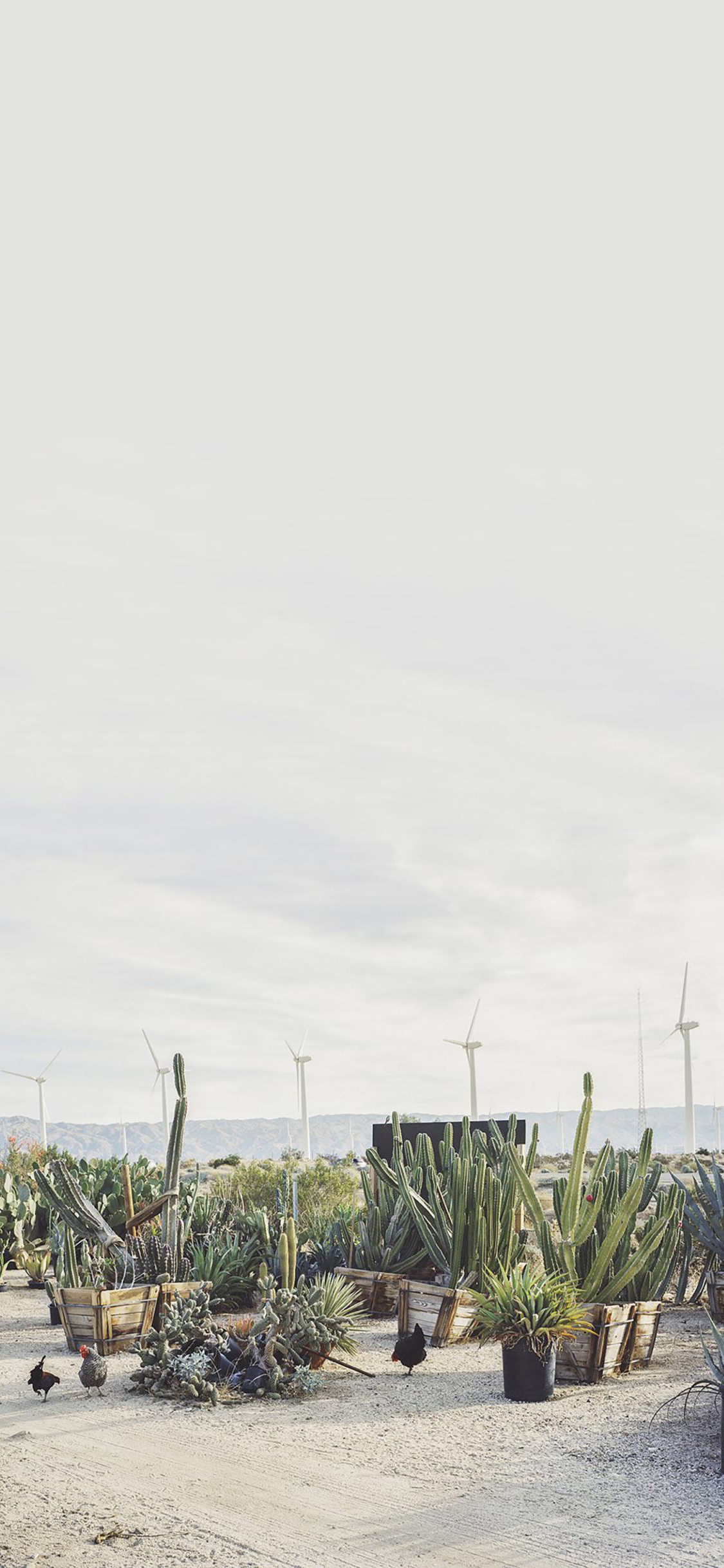 [2436×1125]仙人掌 沙漠 荒漠 植被 热带 苹果手机壁纸图片