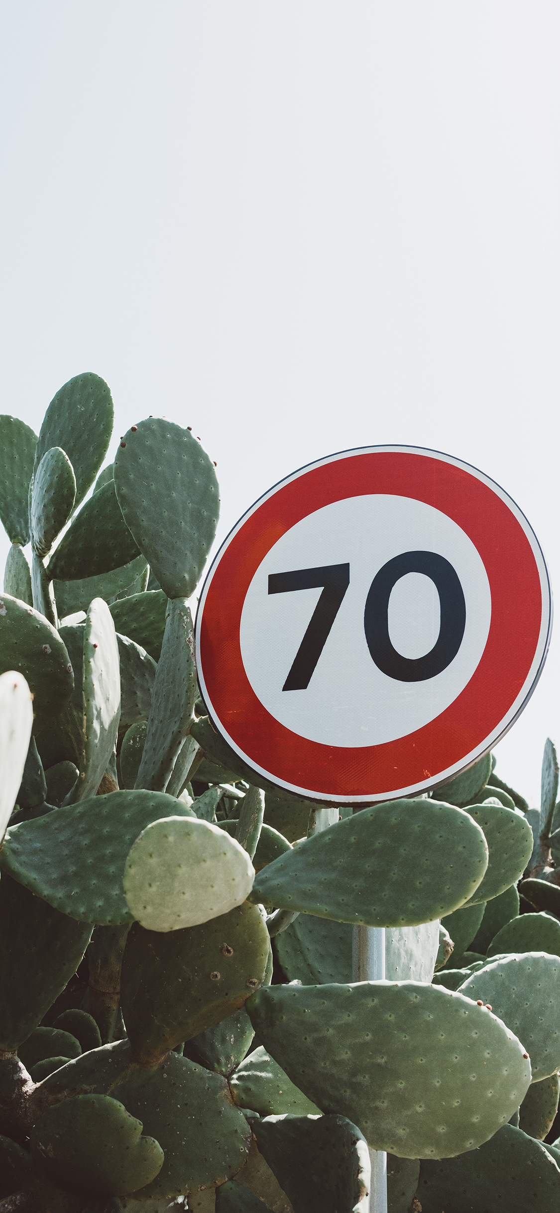 [2436×1125]仙人掌 限速 70 警示牌 苹果手机壁纸图片