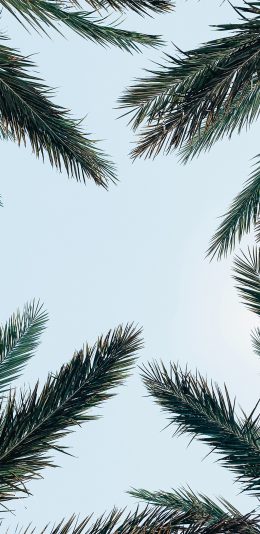 [2436x1125]仰拍 天空 树叶 树冠 苹果手机壁纸图片