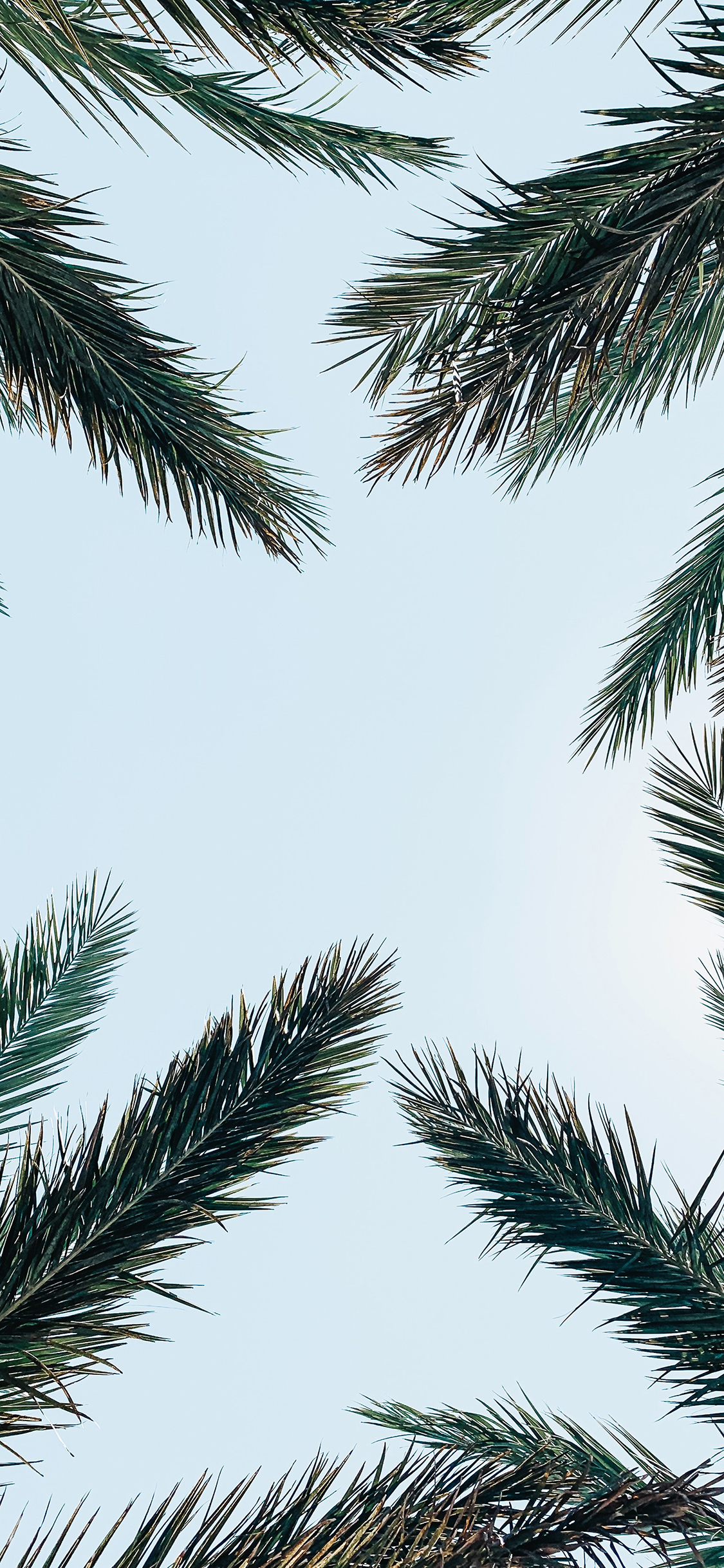 [2436×1125]仰拍 天空 树叶 树冠 苹果手机壁纸图片