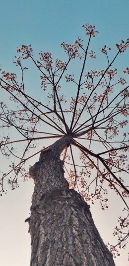 [2436x1125]仰拍 树干 树冠  年久 天空 苹果手机壁纸图片