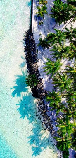 [2436x1125]俯拍 海边美景 海水 椰林 苹果手机壁纸图片
