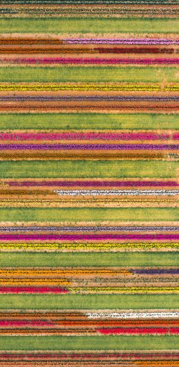 [2436x1125]俯拍 花田 花圃 色彩 苹果手机壁纸图片