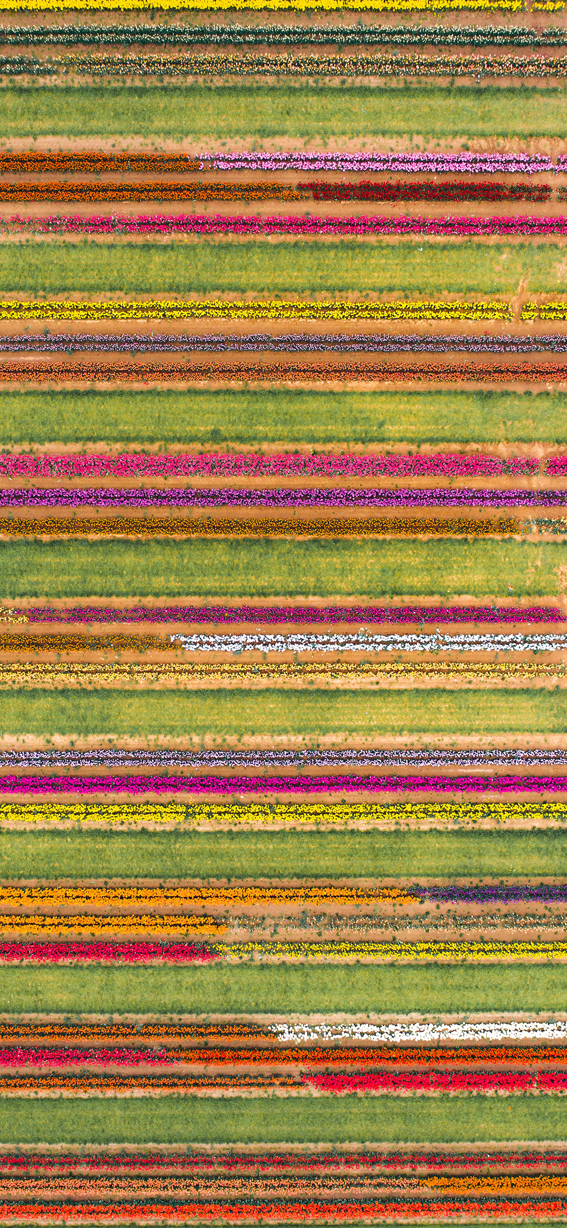 [2436×1125]俯拍 花田 花圃 色彩 苹果手机壁纸图片