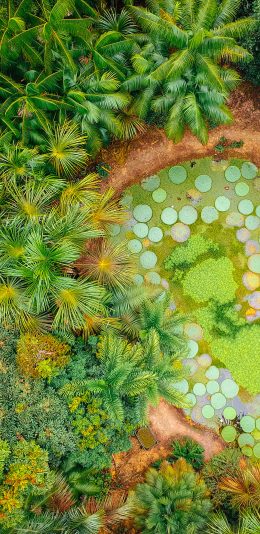 [2436x1125]俯瞰 树木 热带雨林 苹果手机壁纸图片