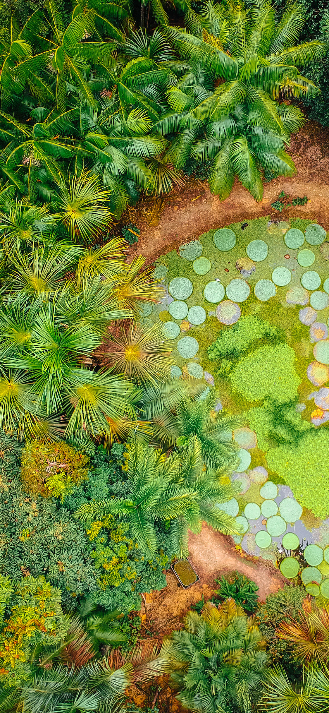 [2436×1125]俯瞰 树木 热带雨林 苹果手机壁纸图片