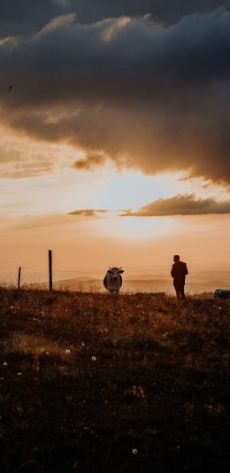 [2436x1125]傍晚 郊外 美景 牛 人物 苹果手机壁纸图片