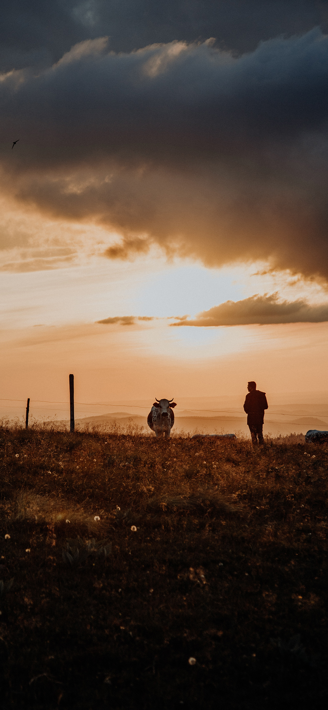 [2436×1125]傍晚 郊外 美景 牛 人物 苹果手机壁纸图片