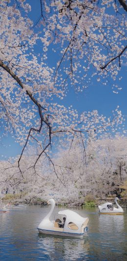 [2436x1125]公园 游湖 船只 树木 苹果手机壁纸图片