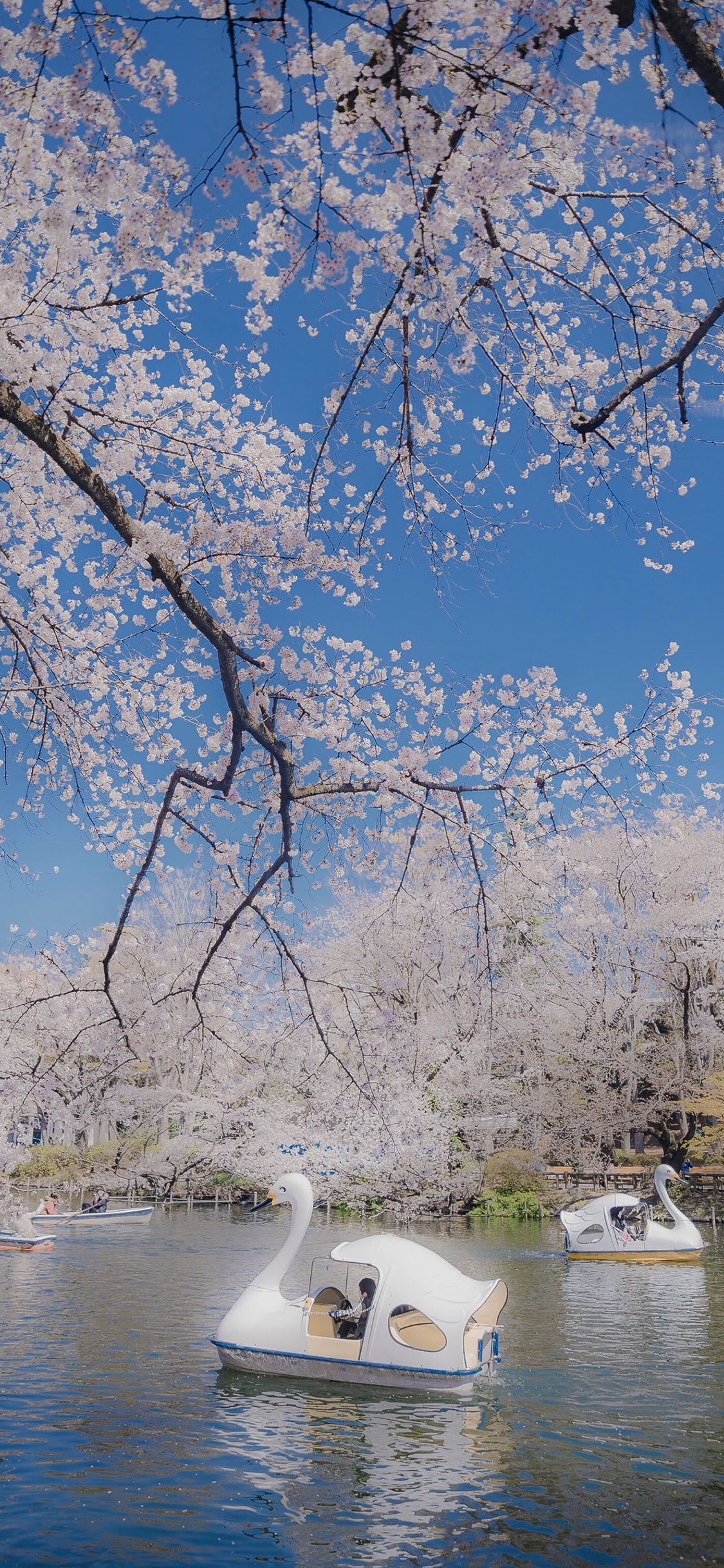 [2436×1125]公园 游湖 船只 树木 苹果手机壁纸图片