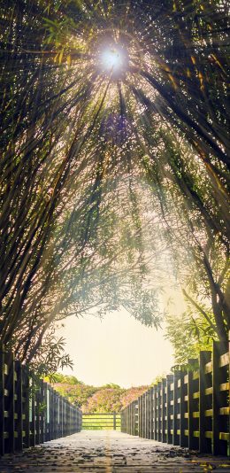 [2436x1125]公园 阳光 林荫道 栅栏 苹果手机壁纸图片