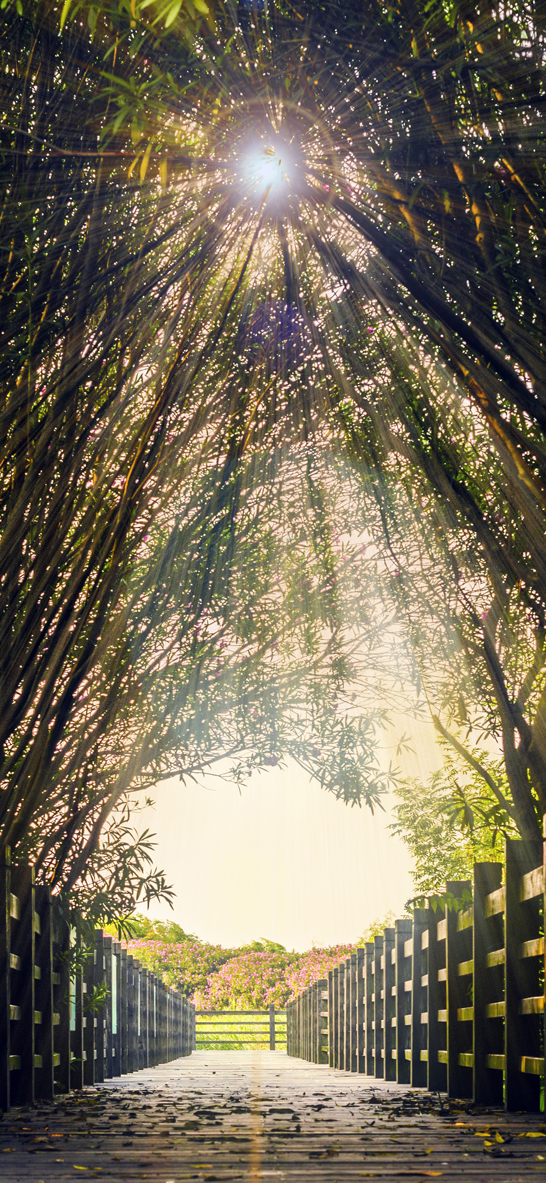 [2436×1125]公园 阳光 林荫道 栅栏 苹果手机壁纸图片