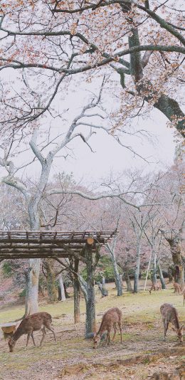 [2436x1125]公园 饲养 樱花树 树林 花季 鹿 苹果手机壁纸图片