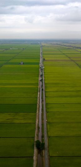 [2436x1125]农田 广阔 种植 农作物 苹果手机壁纸图片
