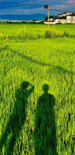 [2436x1125]农田 稻田 绿油油 影子 苹果手机壁纸图片